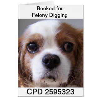 Fridays Mug Shot Cards
