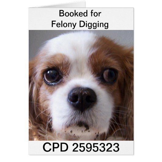 Fridays Mug Shot Cards (Front)