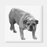 Fridge List Bulldog Magnet