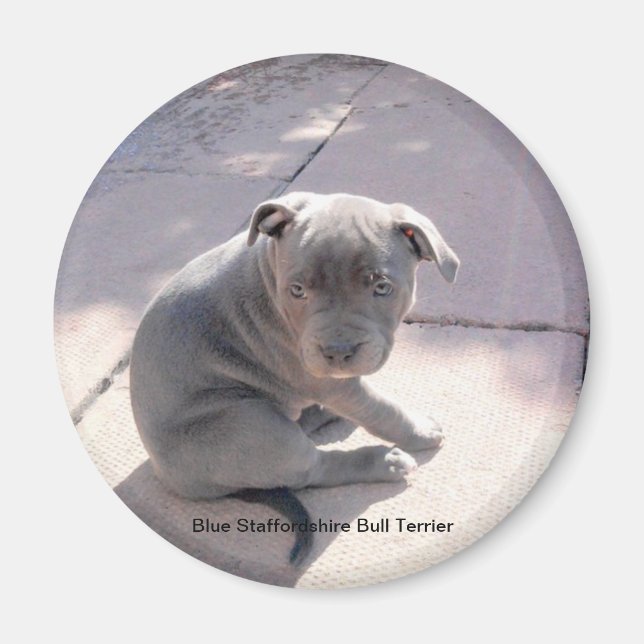 Fridge magnet of Blue Staffordshire Bull Terrier (Front)