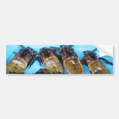 Fried Giant Water Bug Maeng Daa  Asian Food Bumper Sticker