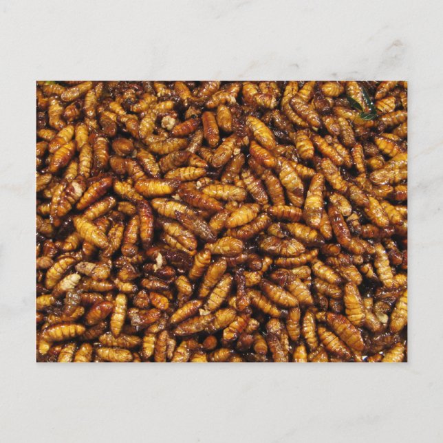 Fried Silk Worms ... Thai Street Food Postcard (Front)