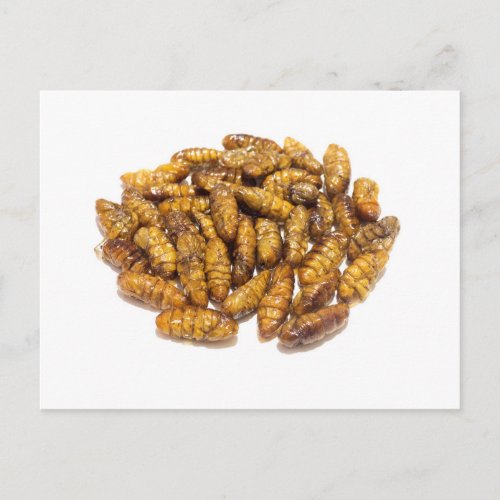 Fried silkworms pupae postcard