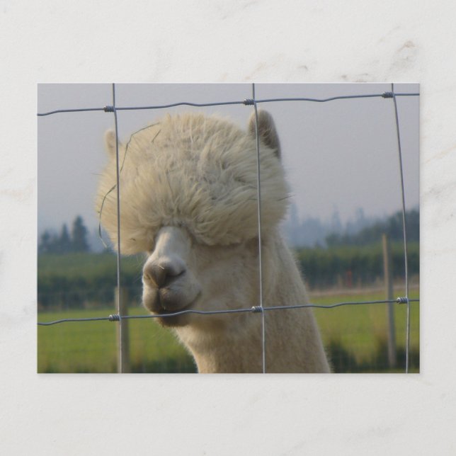 Friendly alpaca postcard (Front)