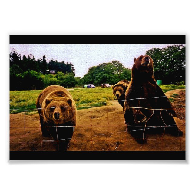 Friendly Bears Photo Print (Front)