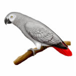 Friendly Congo African Gray Parrot Pin Statuette<br><div class="desc">Original fine art design of a friendly pet Congo African Gray parrot by artist Carolyn Mcfann of Two Purring Cats Studio printed on a quality acrylic pin for all who love grey parrots.</div>