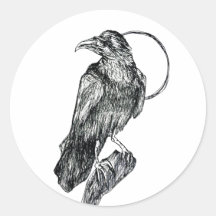 Friendly Crow