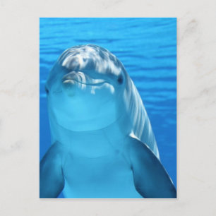 Friendly Dolphin Photo Postcard