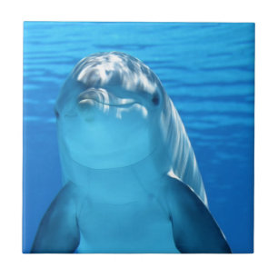 Friendly Dolphin Photo Tile
