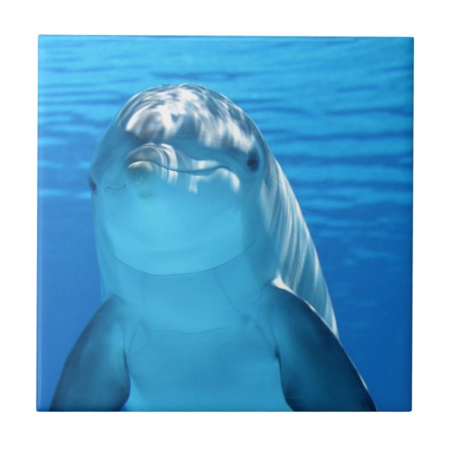 Friendly Dolphin Photo Tile (Front)