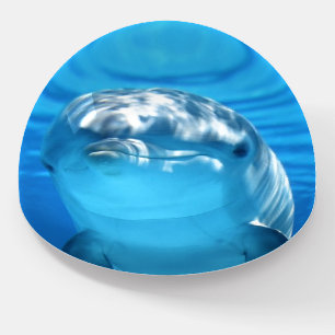 Friendly Dolphin Photograph Paperweight