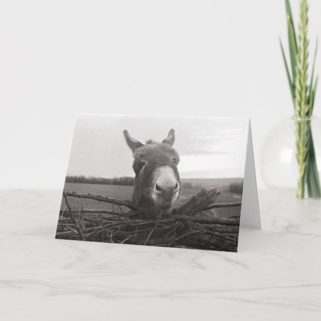 Friendly Donkey - Vintage Photo Card (Front)