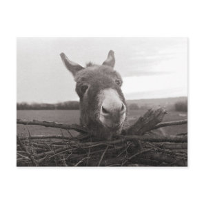 Friendly Donkey - Vintage Photo Postcard