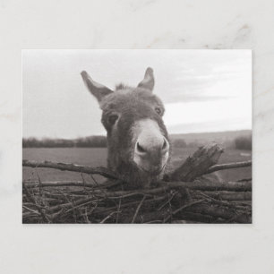 Friendly Donkey - Vintage Photo Postcard