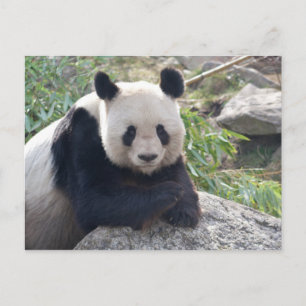 Friendly Giant Panda Postcard