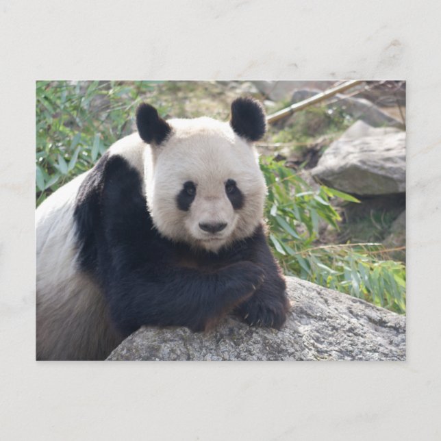 Friendly Giant Panda Postcard (Front)
