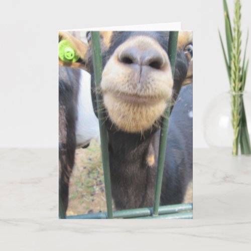 Friendly goat card