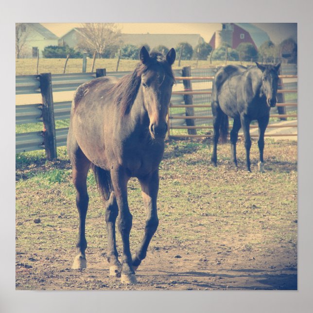 Friendly Horse, Shy Horse Poster (Front)