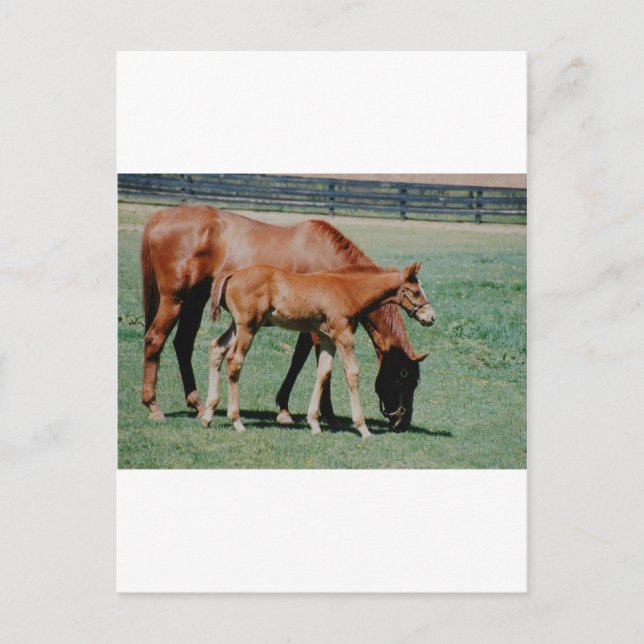FRIENDLY HORSES POSTCARD (Front)