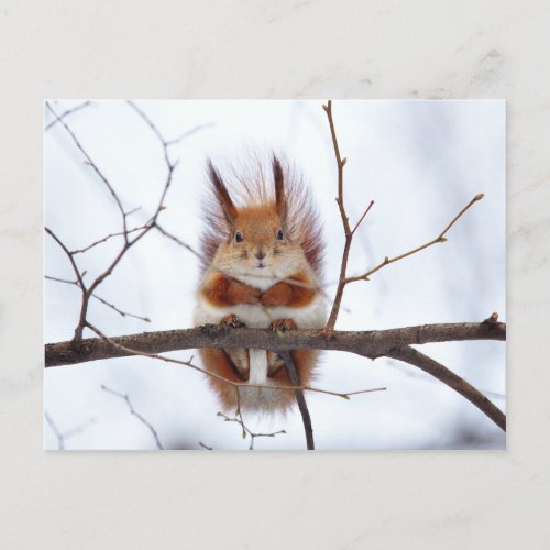 Friendly Red Squirrel Postcard