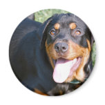 Friendly Rottweiler Magnet