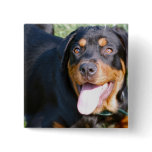 Friendly Rottweiler  Pin