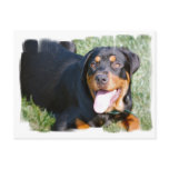 Friendly Rottweiler Postcard