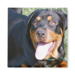 Friendly Rottweiler Square Magnet