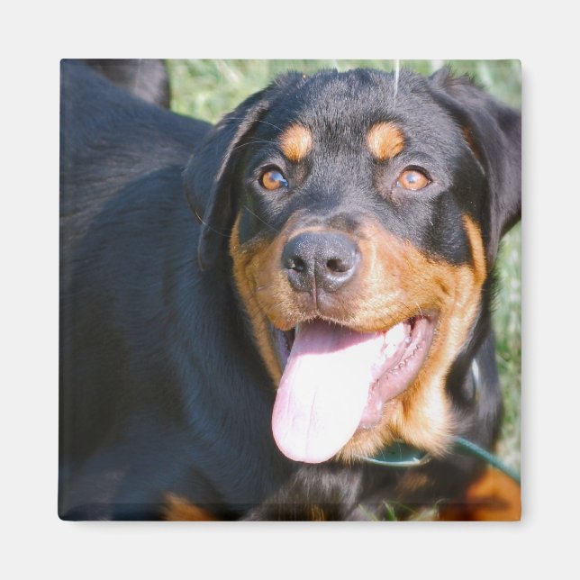 Friendly Rottweiler Square Magnet (Front)