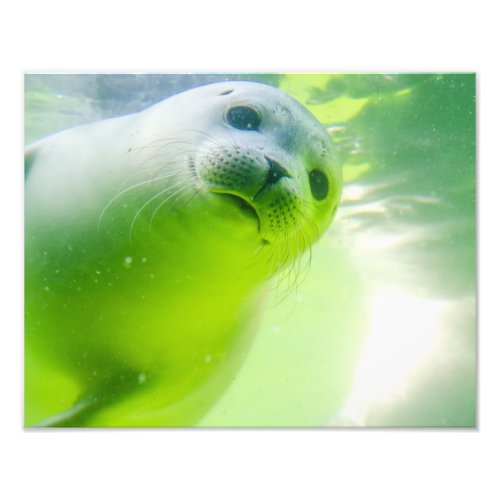 Friendly Seal Photo Print