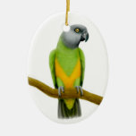 Friendly Senegal Parrot Ornament at Zazzle