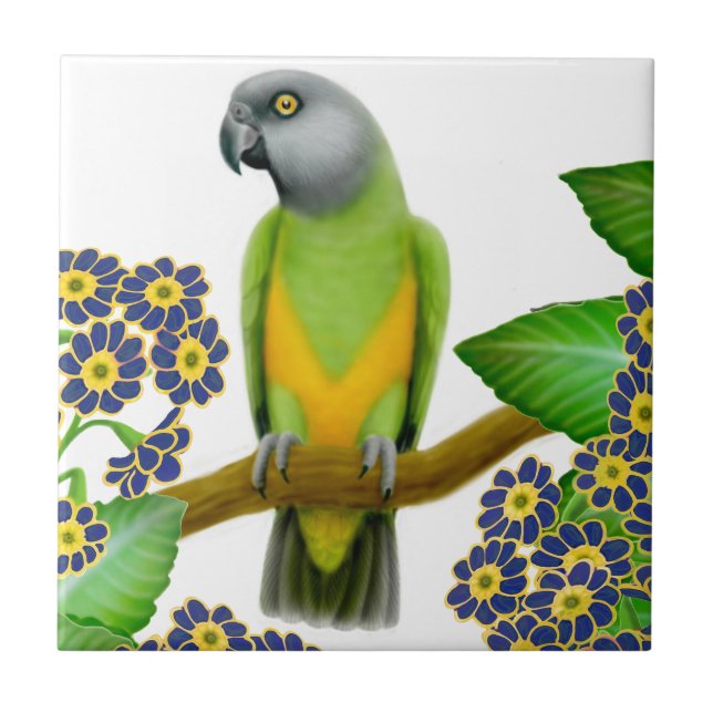 Friendly Senegal Parrot Tile (Front)