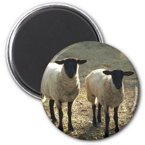 Friendly Suffolk Sheep Barnyard Pasture Late Sun Magnet