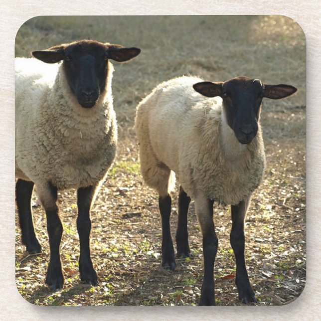 Friendly Suffolk Sheep Pasture Barnyard Late Sun Beverage Coaster (Front)