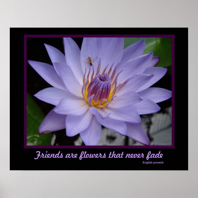 Friends are Flowers Friendship Purple Water Lily Poster (Front)