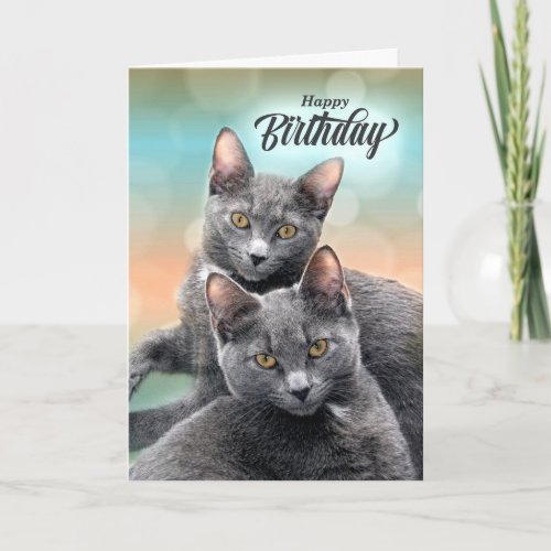 Friends Birthday Gray Cats for the Cat Lover Card