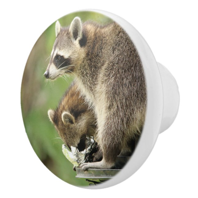Friends & Blessings Emerson Raccoon Cabinet Knob / (Right)