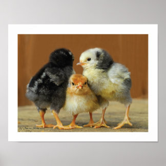 Friends Stick Together - Huddling Little Chicks Poster