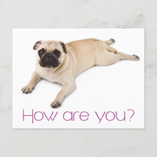 Friendship Hello Pug Puppy Dog Greeting Postcard
