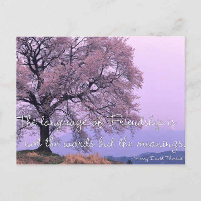 Friendship Quote 1 - Cherry Blossom Tree Postcards (Front)