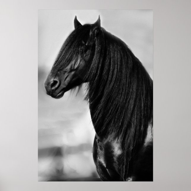 Friesian black stallion horse poster (Front)