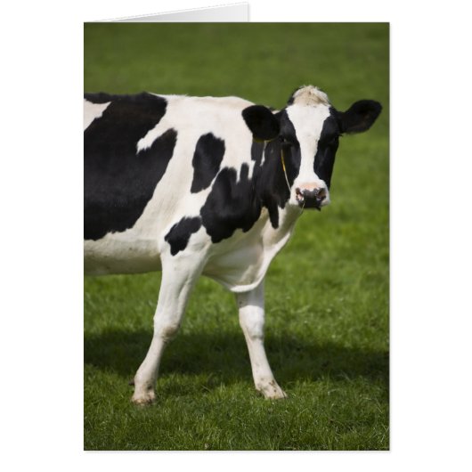 Friesian cow cards (Front)