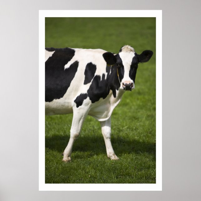 Friesian cow poster (Front)