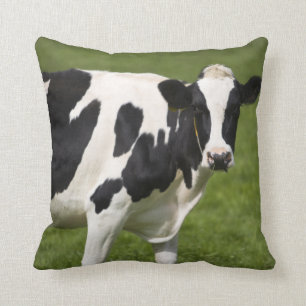 Friesian cow throw pillow