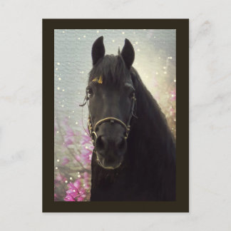 Friesian DIAMOND - Postcard