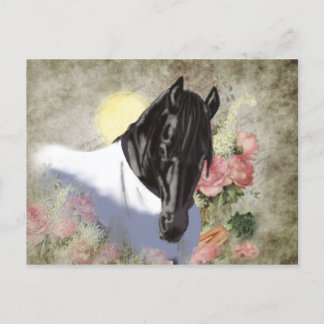 Friesian DIAMOND - Postcard