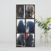 Friesian DIAMOND - Rack/Postcard (Standing Front)