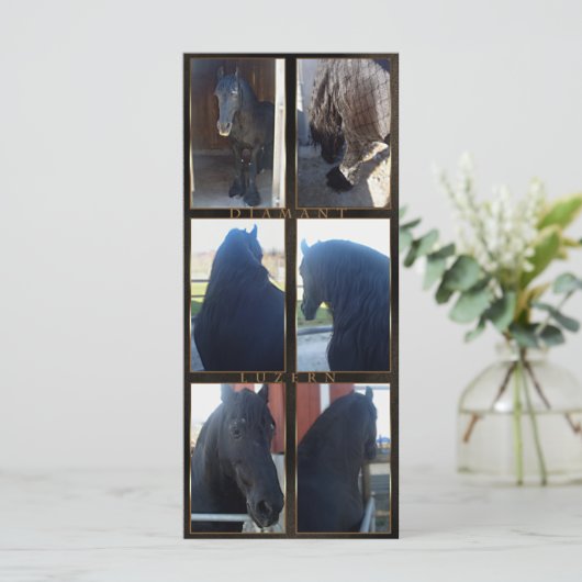 Friesian DIAMOND - Rack/Postcard (Standing Front)