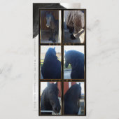 Friesian DIAMOND - Rack/Postcard (Front/Back)