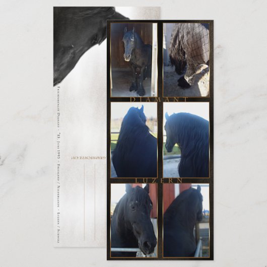 Friesian DIAMOND - Rack/Postcard (Front/Back)